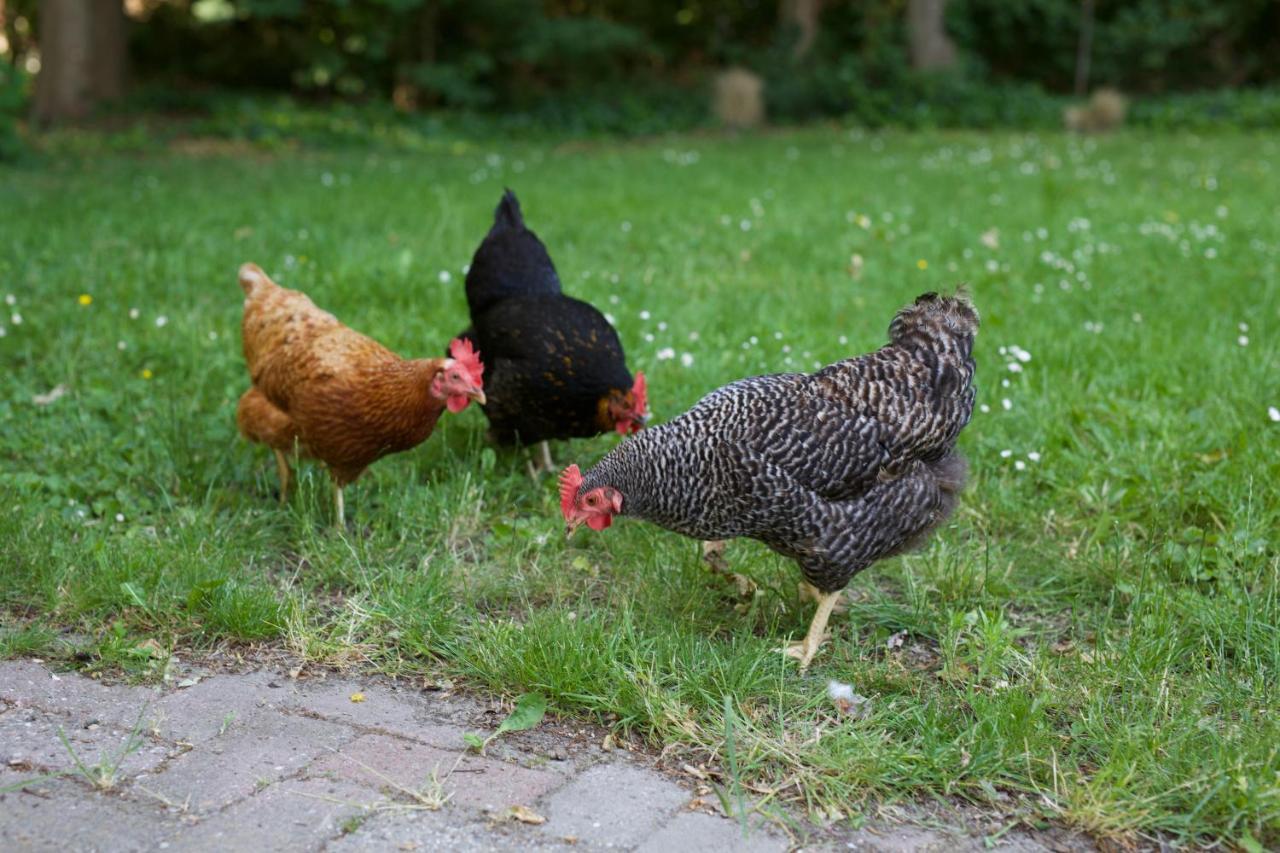 Heinkenszand B&B Boerderij De Vaete - Duurzaam Genieten In De Zak Van Zuid-Beveland المظهر الخارجي الصورة