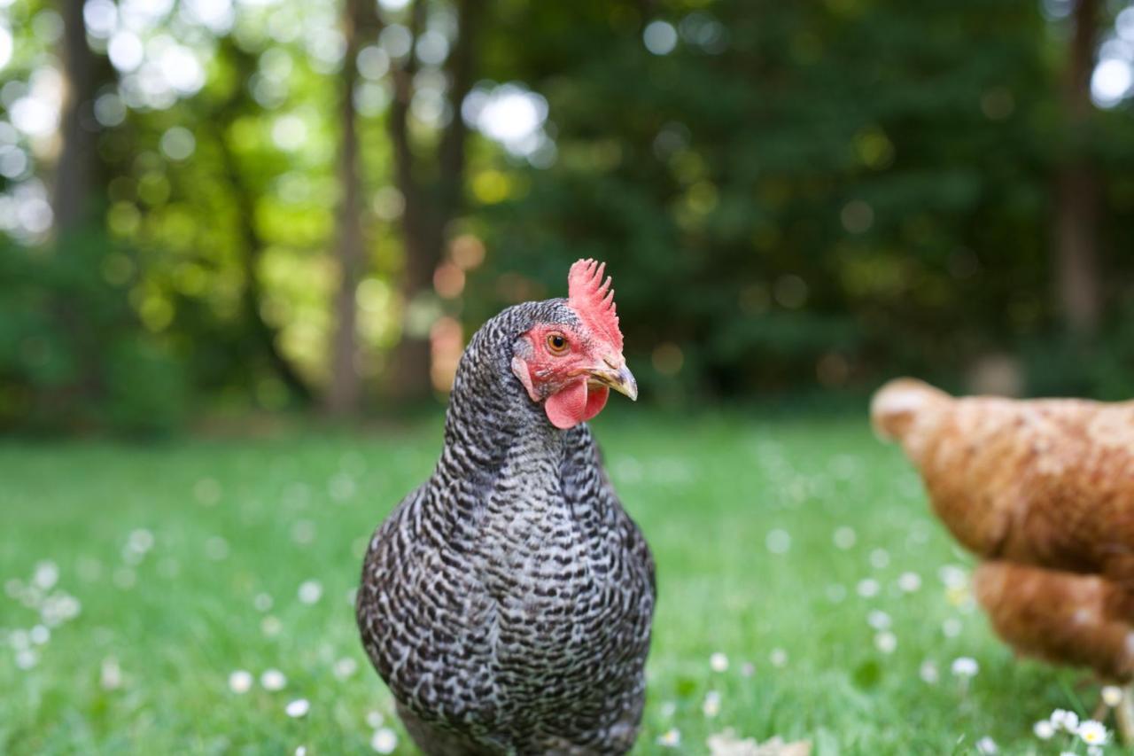 Heinkenszand B&B Boerderij De Vaete - Duurzaam Genieten In De Zak Van Zuid-Beveland المظهر الخارجي الصورة
